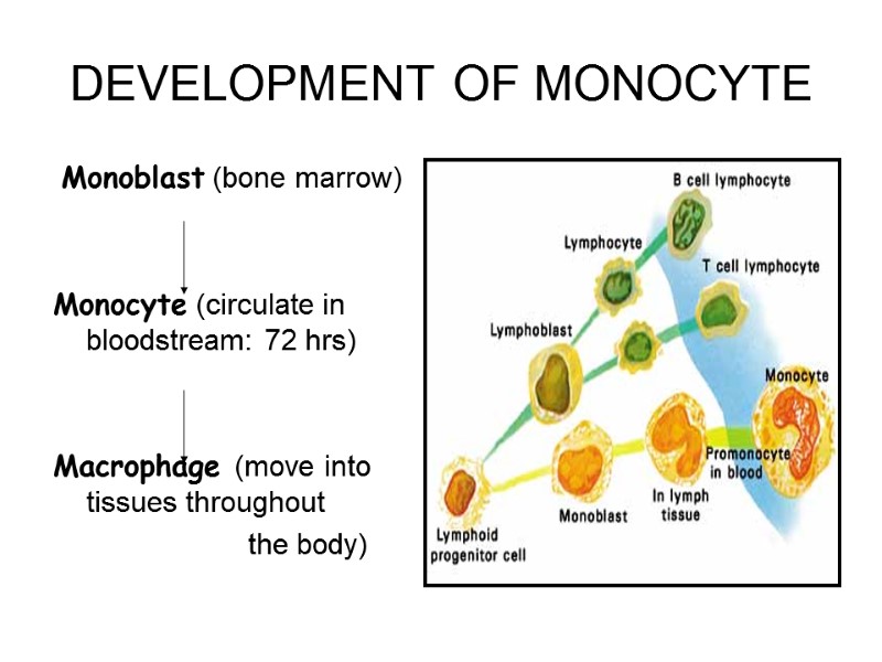 DEVELOPMENT OF MONOCYTE  Monoblast (bone marrow)   Monocyte (circulate in bloodstream: 72
